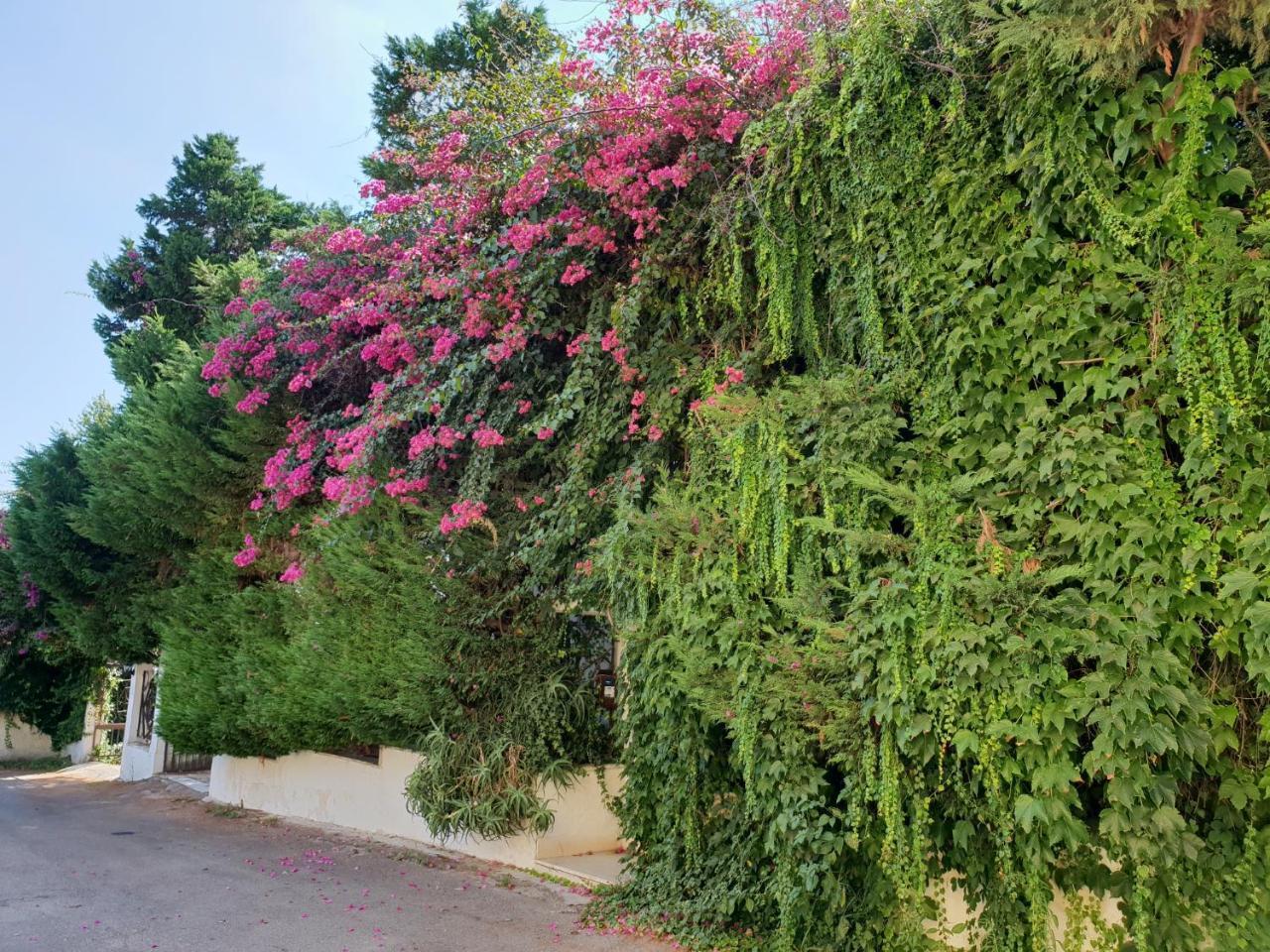 B&B Il Giardino Di Villa Anna Trecase Ngoại thất bức ảnh